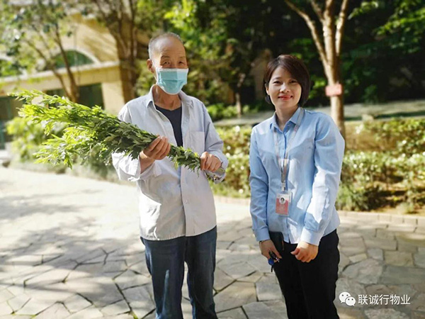 株株“愛意”（艾葉）草”，綿綿情意長